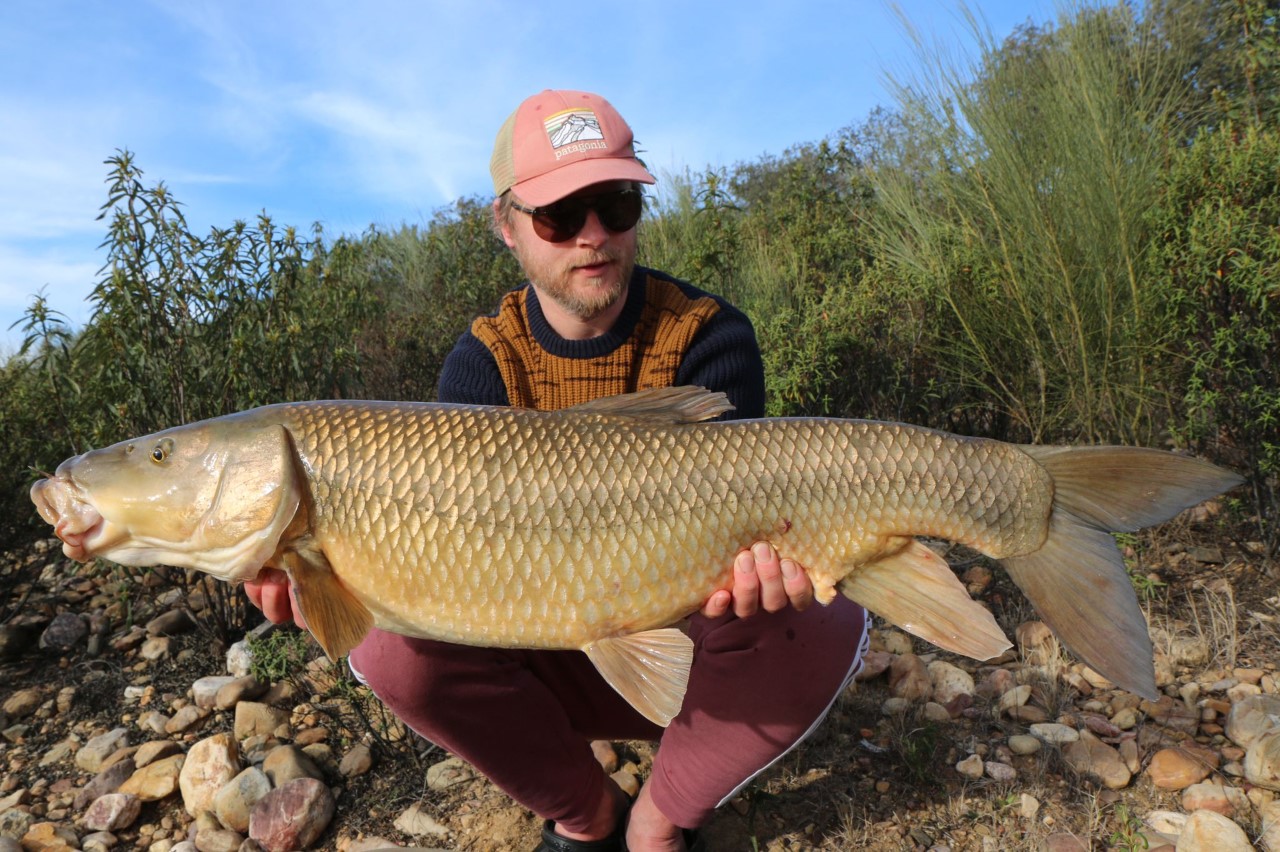 Barbel Comizo & Predator Fishing Spain – AnglersExpeditions